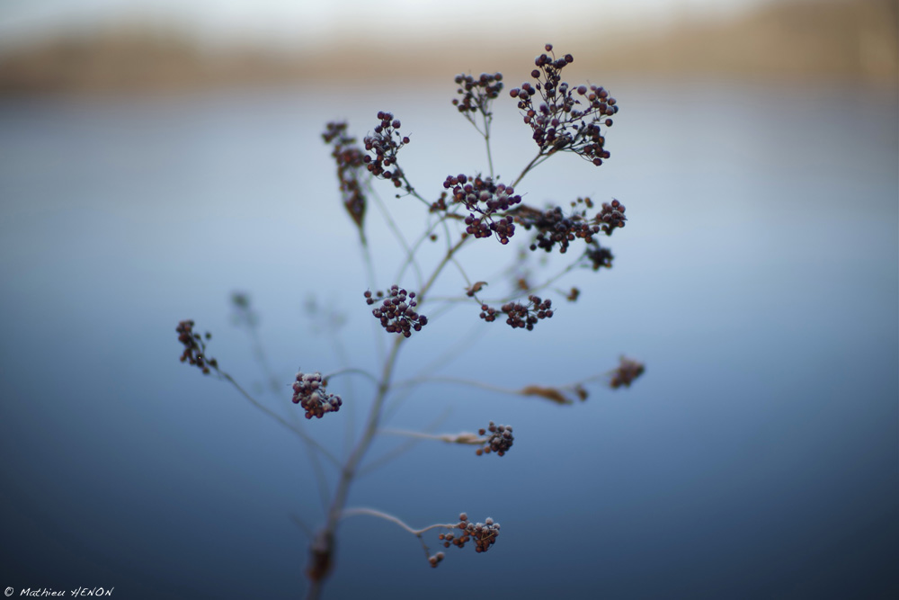 Campagne bourguignonne 11