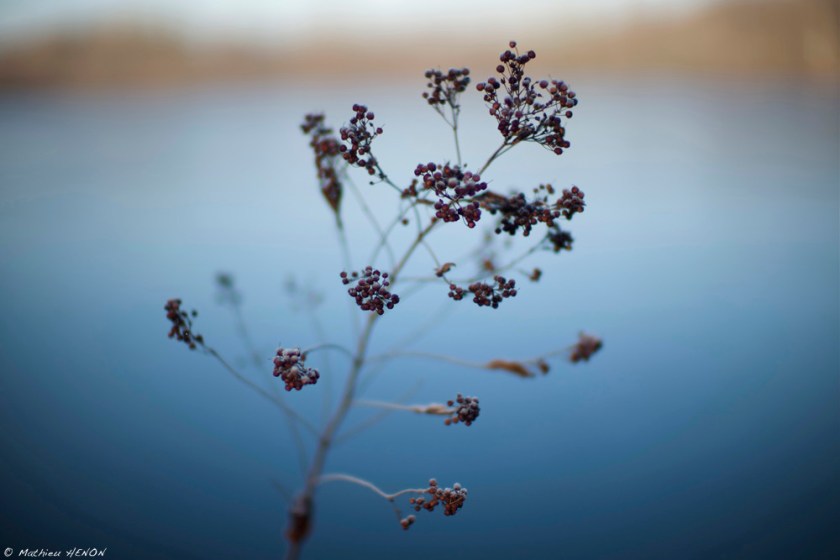 Campagne bourguignonne 11