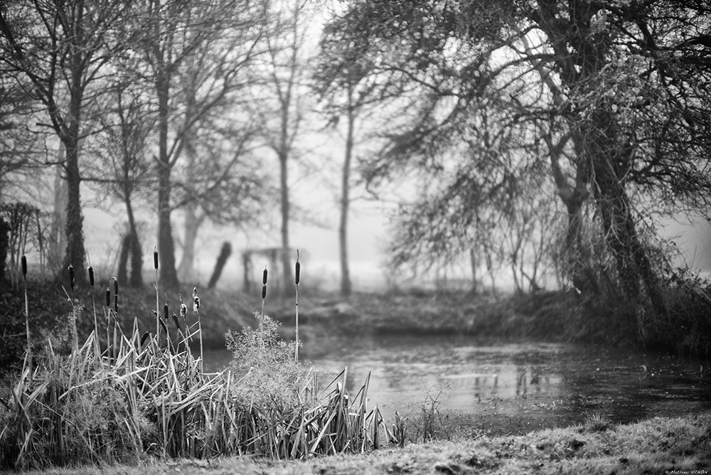 Le chêne et le roseau.jpg