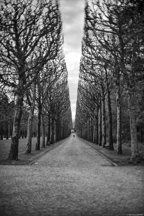 La cathédrale végétale.jpg