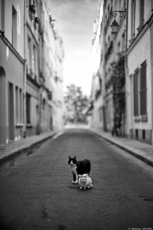 Chat noir, chat blanc.jpg