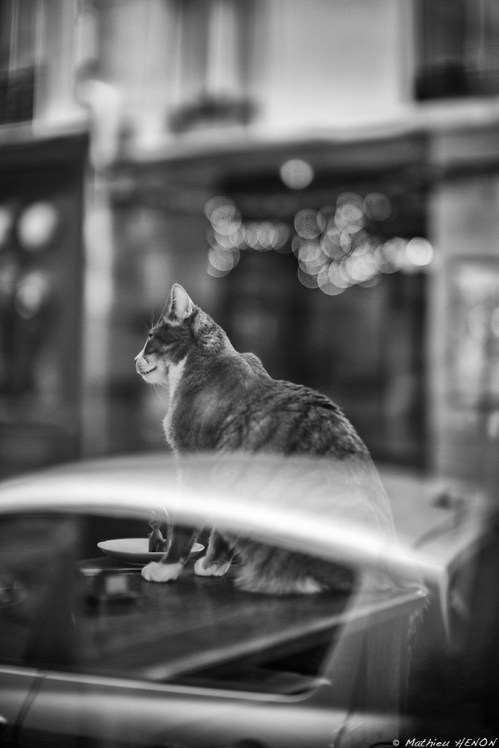 Le doux ronron du moteur.jpg